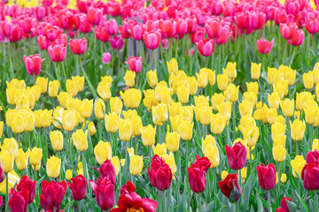 Red, pink and yellow tulips flowers with green leaves blooming in a meadow, park, flowerbed , outdoor. World Tulip Day. Tulips field, nature, spring, floral background.