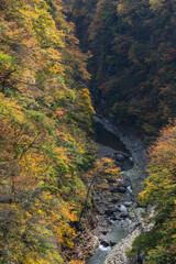 日本　秋田県湯沢市の小安峡の紅葉