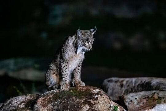 Iberian Lynx, rarest feline on earth