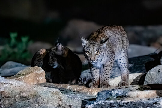 Fototapeta Iberian Lynx, rarest feline on earth