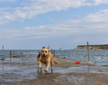 Golden retriever dog running on the beach, St Thomas Bay, Marsaskala, Malta