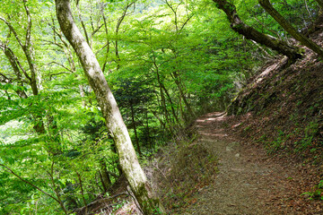 森林風景　山道
