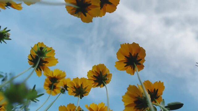 yellow/orange flowers on blue sky background in summer  - slow motion 
