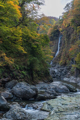 Obraz premium 日本 秋田県湯沢市の小安峡の紅葉した木々と滝