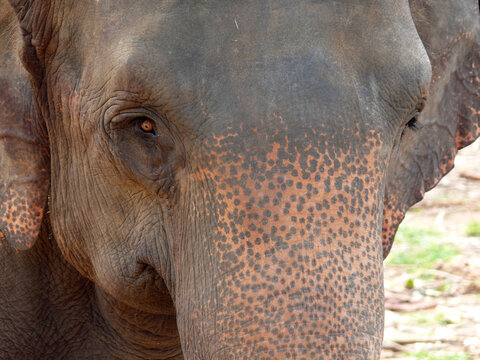 Full frame close-up of the face of an Asian Elephant, Sri Lanka