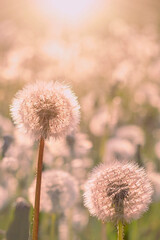 Dandelions on the meadow at sunlight background