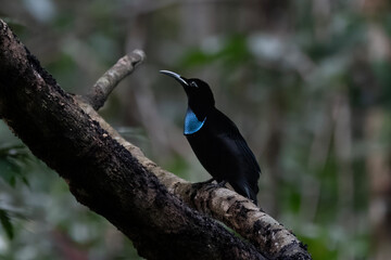 Magnificent riflebird or Ptiloris magnificus seen in Nimbokrang in West Papua