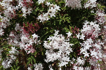 flowers in the garden. Jasmine multiflora, floral background