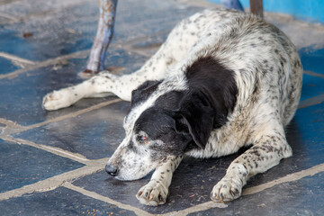 portrait of a dog