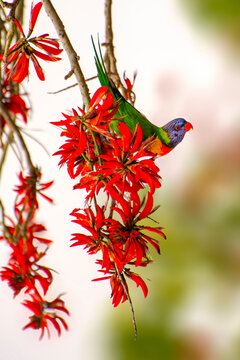 Close-up of a Rainbow Lorikeet (Trichoglossus haematodus) feeding on the flowers of a Coral Tree (Erythrina sykesii), Perth, Western Australia, Australia