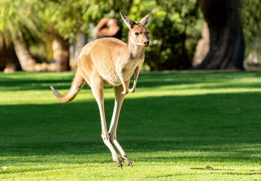 Baby Kangaroo jumping in Yanchep National Park, Perth, Western Australia, Australia