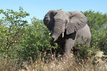 Afrikanischer Elefant mit verletztem Rüssel / African elephant with an injured trunk / Loxodonta africana......