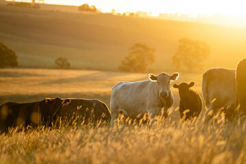 beautiful cattle in Australia  eating grass, grazing on pasture. Herd of cows free range beef being...