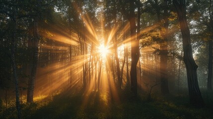 sun rays penetrating through the trees. This provides a more immersive and realistic feel, emphasizing the vastness of the forest.