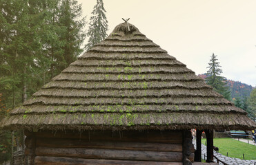 Huge thatched roof of traditional ukrainian house. Straw roof with dried grass and moss