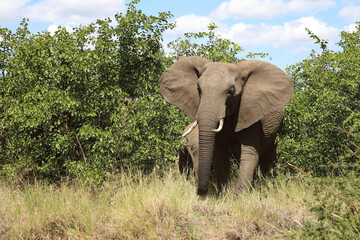 Afrikanischer Elefant / African elephant / Loxodonta africana