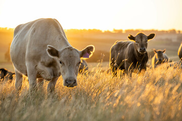 beautiful cattle in Australia  eating grass, grazing on pasture. Herd of cows free range beef being...