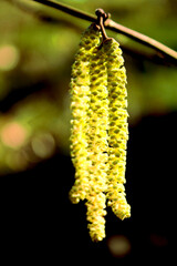 Naklejka premium Pleur de plante