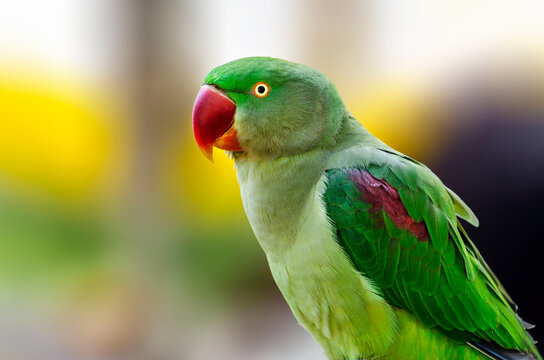 Close-up profile of a Green Alexandrine parakeet (Psittacula eupatria), Australia
