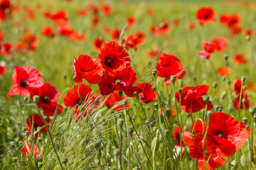 in the meadow - wild poppy flowers - soft focus