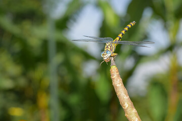Yellow and black patterned blue-eyed dragonfly on a branch (Stylurus scudderi, zebra clubtail)
