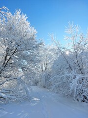 snow covered trees