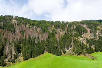 Fichtensterben in Tirol in Österreich
