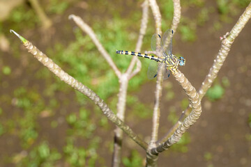 Fototapeta premium Yellow and black patterned blue-eyed dragonfly on a branch (Stylurus scudderi, zebra clubtail)