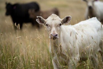 Obraz premium beautiful cattle in Australia eating grass, grazing on pasture. Herd of cows free range beef being regenerative raised on an agricultural farm. Sustainable farming of food crops. Cow in field 