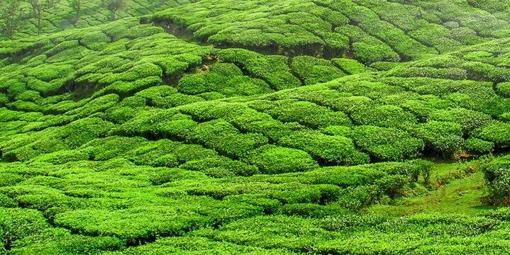 a vast expanse of tea plantations in a misty mountainous area	