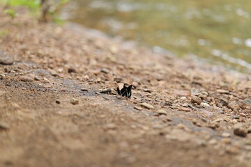 Butterflies enjoying near river