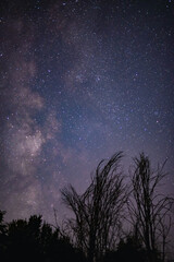 Fototapeta na wymiar The milky way galaxy observed from a wild and dark place. Night details with the sky full of stars and silhouettes of trees