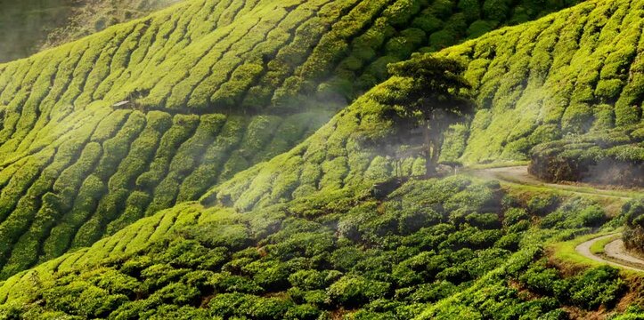 a vast expanse of tea plantations in a misty mountainous area	