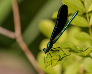 Dragon flies