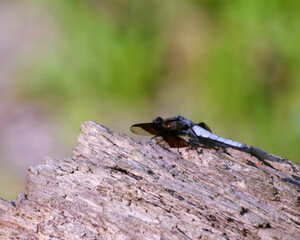 Dragon flies