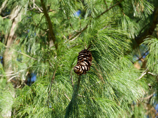 (Pinus wallichiana) Bhutan pine bearing bunches of soft and feathery blue-gray foliage needles-like arching gracefully with bluish-green to light-brown cones banana-shaped