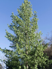 (Pinus wallichiana) Bhutan pine. Pyramidal crown. Dark grey and smooth trunk bearing horizontally branches to the ground. Ornamental tree with decoratived hanging blue needles
