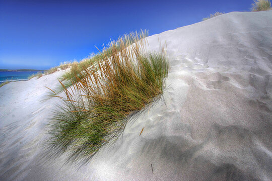 Close-up of shrubs growing on a sand dune on beach, Porto Pino, Sant'Anna Arresi, Sardinia, Italy