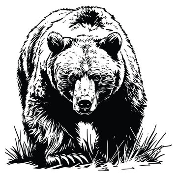 recommend clip art: Silhouette of bear grizzly bear, vector illustration.