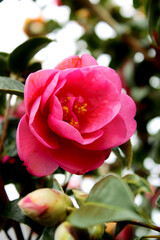 Pivoine Rose