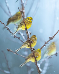 Bird - Yellowhammer ( Emberiza citrinella ) perched on tree winter time small bird on light background