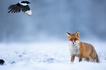 Fox Vulpes vulpes in winter scenery, Poland Europe, animal walking among snowy meadow