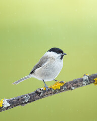 Obraz premium Bird - Marsh Tit ( Poecile palustris ) perched on tree winter time small bird on light background
