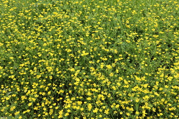 Wildflowers buttercups with yellow petals, background image