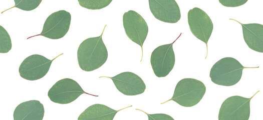 Eucalyptus leaves seamless pattern on white background.