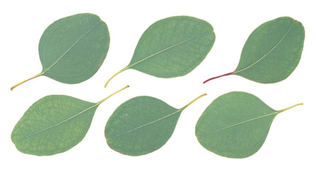 Set of eucalyptus leaves isolated on white background 