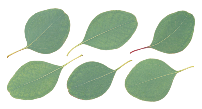 Set of eucalyptus leaves isolated on white background 