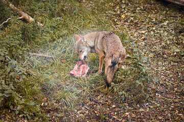 Obraz premium A wolf eats raw meat in the zoo