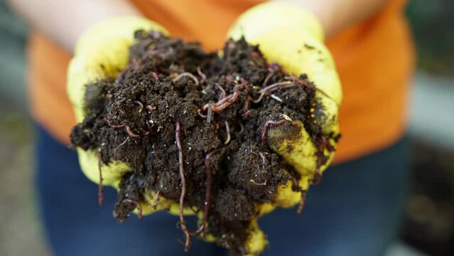 A farmer holds red wiggler worms in his hand