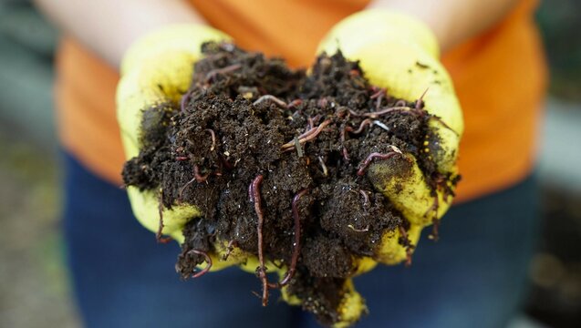 A farmer holds red wiggler worms in his hand